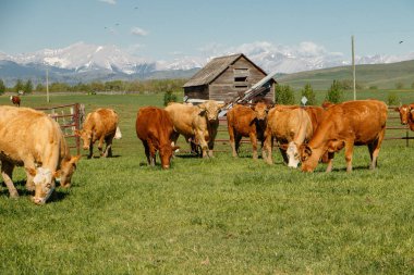Cows herd in happy summer time in south Alberta in Canada, traditional farming, free run grass livestock clipart