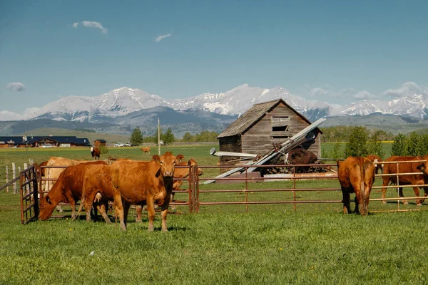 Vacas Como Ganado Agrícola Tradicional Sur Alberta Canadá Mirando Las —  Fotos de Stock