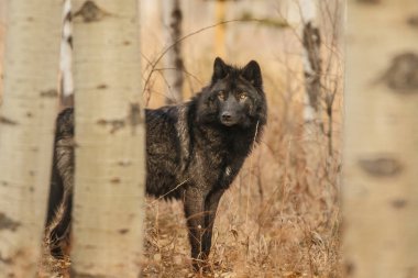 Vahşi hayvan, tabiat, fauna seyir ağaçların ardına gizlenerek, gizli eski büyük siyah kurt Kanada,