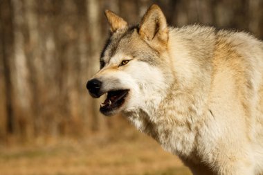 Yamnuska kutsal, Kanada, düşük içerik kurt, wolfdog korkunç görünümlü esneme kurt