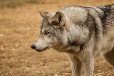 Merakla wolfdog Yamnuska kutsal alan baktığımızda, Kanada, yüksek içerik tren zor wolfs, güçlü kişiliği köpek