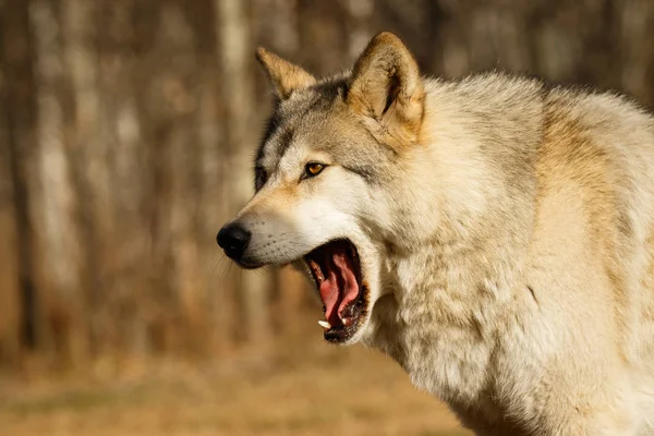 Yawning Wolfdog One Beautiful Autumn Day Canada Yamnuska Wolf Sanctuary — Stock Photo, Image