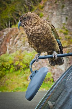 Nestor Kea Parrot in Arthurs pass national park in New Zealand, famous place to see parrots, wild birds of new zealand clipart