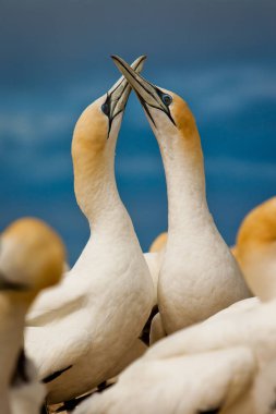 Gannet çift aşık birs koloni okyanus, Yeni Zelanda