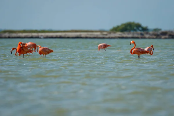 Група Рожевих Фламінго Las Coloradas Мексиці Знаменитий Спостереження Птахами Пляма — стокове фото