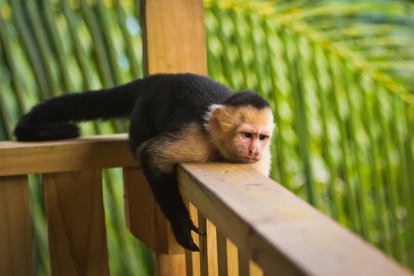 Mono gruñón - Capuchino de cara blanca acostado en la barandilla — Foto de Stock