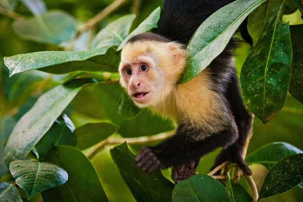 Macaco-prego / Capuchin monkey / PET 28278, Macaco-prego (S…