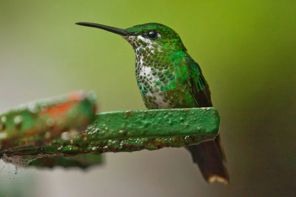 Bonito beija-flor como pássaro comum da América Central floresta tropical — Fotografia de Stock