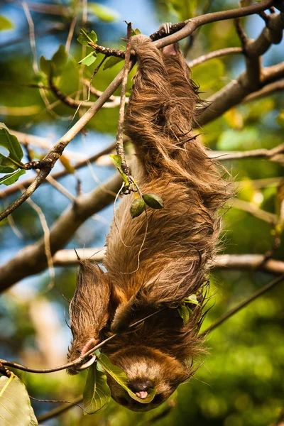 Cute Sloth lazy licking leaves on the tree in Costarica