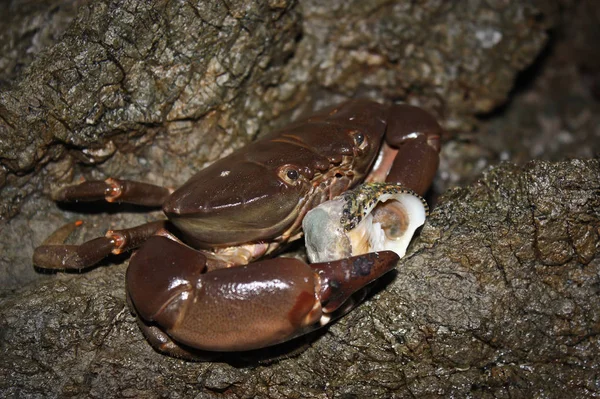 Granchio gigante con guscio vuoto sulla spiaggia di mangrovie durante la notte — Foto Stock