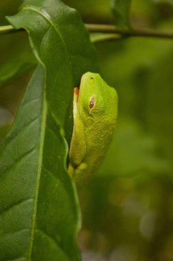 Yaprak üzerinde uyku Costarica tropik ağaç kurbağası
