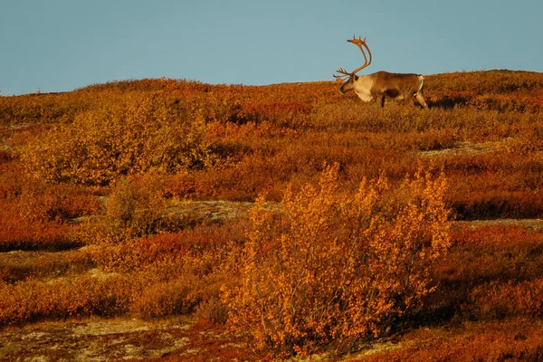 Grande caribú macho en Denali parque nacional en temporada de otoño, Alaska —  Fotos de Stock