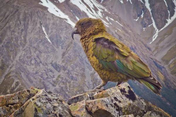 Papagaio Nestor Kea no famoso parque nacional Arthurs Pass na Nova Zelândia — Fotografia de Stock