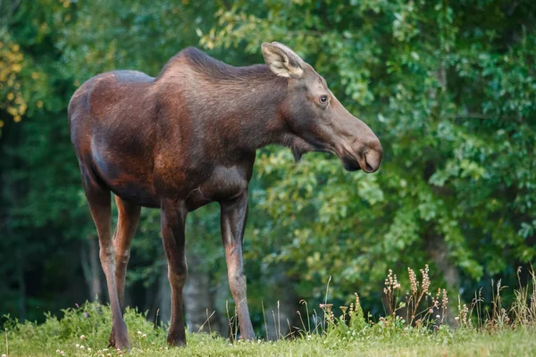 Vaca alce en el parque Kincaid en Anchorage en Alaska — Foto de Stock