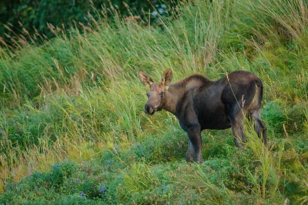 Bezerro de alce no parque Kincaid gramado em Anchorage, no Alasca — Fotografia de Stock