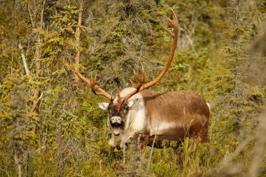 Alaska Kenai Yarımadası'nda Kenai kasabasında Caribou