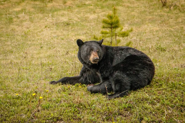 Μαύρη αρκούδα που αναπαύεται σε πράσινο γρασίδι δίπλα από τον αυτοκινητόδρομο — Φωτογραφία Αρχείου