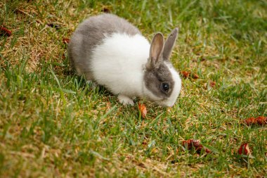 Canmore kasabasında vahşi yaşayan yerli tavşan, Kanada