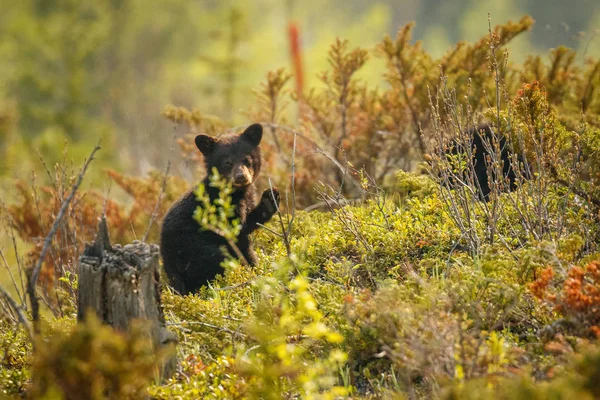 캐나다 로키 산맥에서 세계를 발견하는 작은 검은 곰 새끼 — 스톡 사진