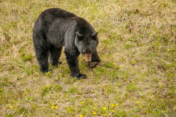캐나다 로키 산맥에서 음식을 찾는 흑곰 — 스톡 사진