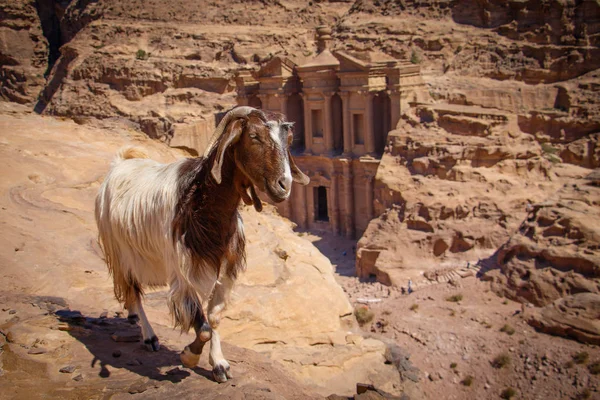 Geit op het uitkijkpunt van het klooster in de stad Petra in Jordanië — Stockfoto