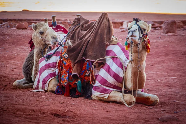 Jordanian wielbłądów w Wadi Rum deser odpoczynku przed długim gorącym dniem — Zdjęcie stockowe