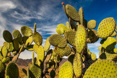 Edible opuntia cactus growing in warm parts of our planet, Mexican healthy delicatesy, opuntia as typical Tenerife plant, natural food clipart