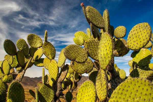 私たちの惑星の暖かい部分で成長している食用オプンティアサボテン メキシコの健康的なおいしい 典型的なテネリフェ島の植物としてのオプンティア 自然食品 ストック写真