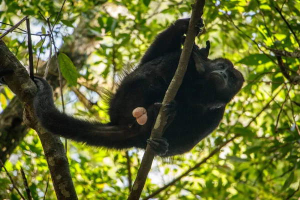 Aullador mono macho mirando hacia abajo desde las hojas hasta allí — Foto de Stock