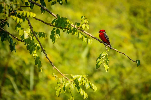 Vermilion flycatcher no México Puerto Escondido, paraíso das aves — Fotografia de Stock