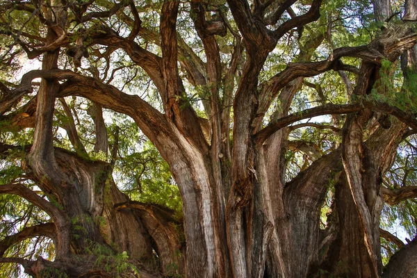 Meksika 'nın Oaxaca eyaletinde Tule' de korunan büyük bir unesco selvi ağacı.
