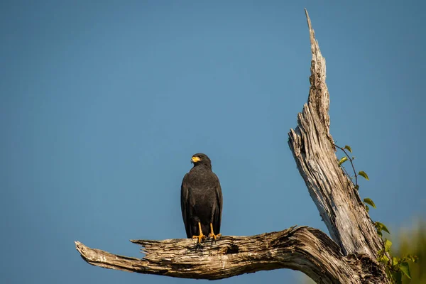 Harris Hawk sentado en la rama sobre la laguna salada en Puerto Escondido, México — Foto de Stock