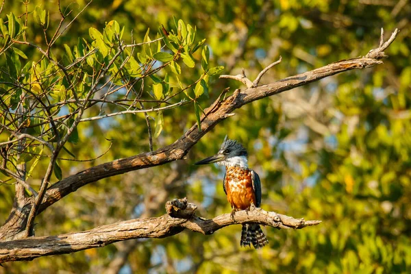 Anillado Kingfisher en arbustos de lago cerca de la ciudad mexicana de Puerto Escondido — Foto de Stock