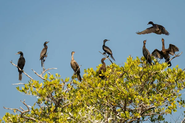 Grupo de cormoranes en el árbol cerca de Puerto Escondido, México — Foto de Stock