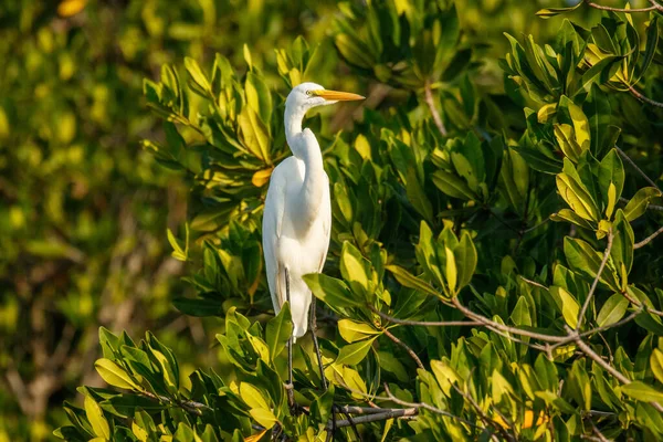 White heron sitting in mangrove bush on the banch of lake near Puerto Escondido city in Mexico — Stock Photo, Image
