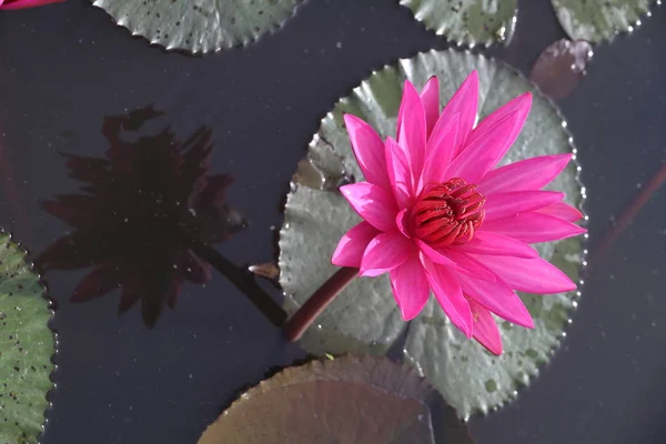 Lótus Rosa Lagoa — Fotografia de Stock