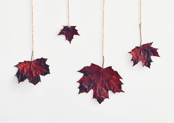 Modern Hipster Layout Maple Autumn Leaf Creative White Background Decorative — Stock Photo, Image