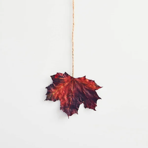 Modern Hipster Layout Maple Autumn Leaf Creative White Background Decorative — Stock Photo, Image