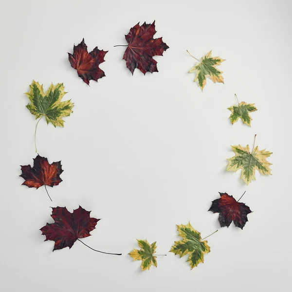 Red Maple Leaves Circle White Background Fall Season Maple Leaves — Stock Photo, Image