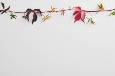 Siyah böğürtlen dalları olan boş bir çiçek çerçevesi. Beyaz arka planda izole edilmiş çalı çırpı bileşimi üzerindeki mürver çiçeği meyveleri. Sambucus ve yapraklarla dekoratif sınır. Sonbahar hasat mevsimi konsepti