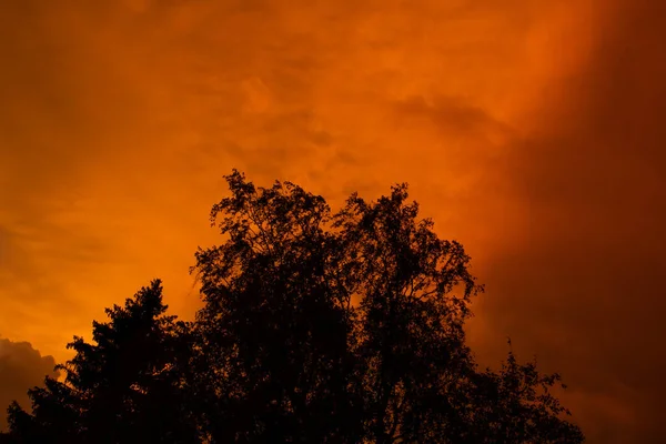 Die Silhouette Eines Baumes Vor Einem Farbenfrohen Sonnenuntergang Nach Einem — Stockfoto