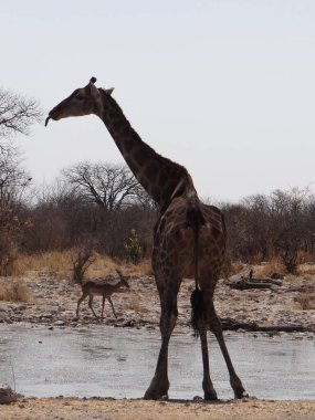 Güneşli ve sıcak bir sonbahar gününde Namibya 'daki Etosha Ulusal Parkı' nda bir zürafa su birikintisinde duruyor.