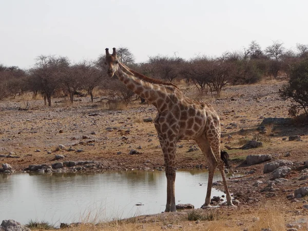 Una Jirafa Encuentra Pozo Agua Parque Nacional Etosha Namibia Día — Foto de Stock