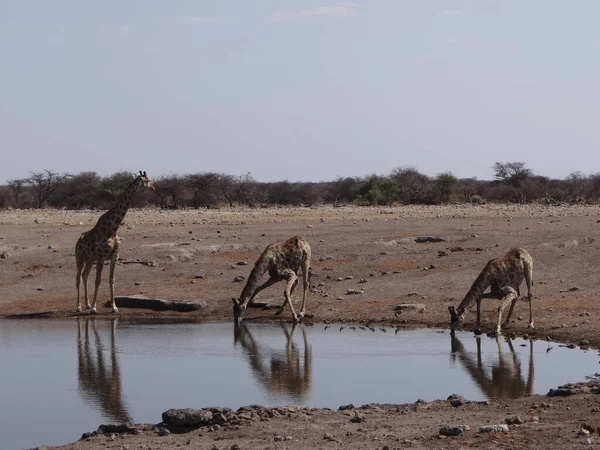 在纳米比亚一个阳光明媚的日子里 一些长颈鹿站在民族国家公园的一个水坑边喝水 — 图库照片