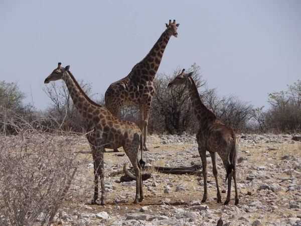 Některé Žirafy Stojí Vodní Jámy Národním Parku Ethos Pijí Vodu — Stock fotografie