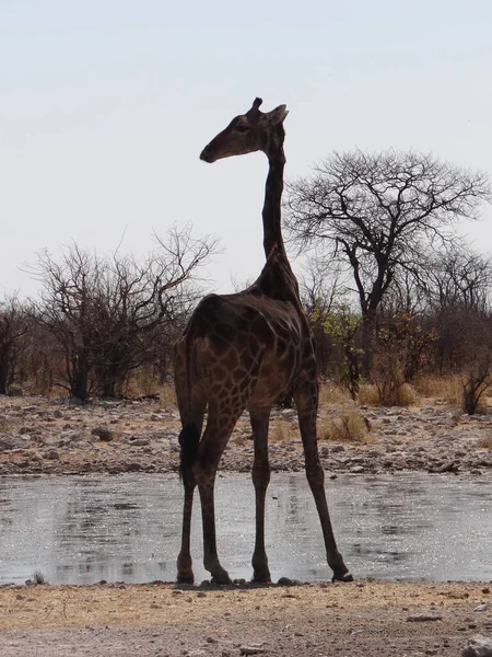 Uma Girafa Fica Buraco Água Parque Nacional Etosha Namíbia Dia — Fotografia de Stock