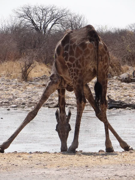 Giraffe Stands Water Hole Etosha National Park Namibia Sunny Warm — Stock Photo, Image