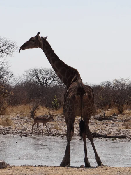 Una Jirafa Encuentra Pozo Agua Parque Nacional Etosha Namibia Día —  Fotos de Stock