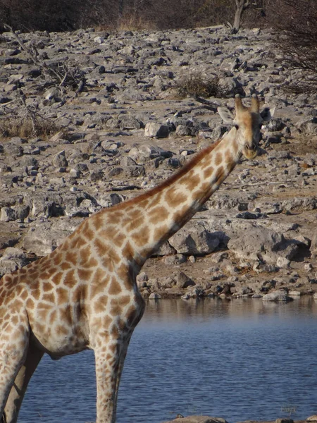 Żyrafa Stoi Przy Wodopoju Parku Narodowym Etosha Namibii Słoneczny Ciepły — Zdjęcie stockowe