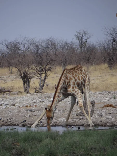Una Jirafa Encuentra Pozo Agua Parque Nacional Etosha Namibia Día —  Fotos de Stock